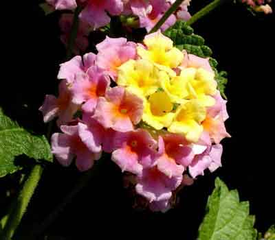 Lantana image from http://www.biosurvey.ou.edu/okwild/lantana.html