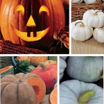 Pumpkin-Feature