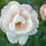The Meaning Of The Color Of Roses - White Rose