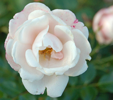 a white rose poem symbolism