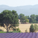 France | Lavender -- The Color and Scent of Provence