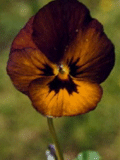 Viola Irish Molly