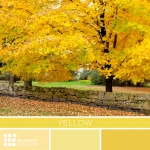 Yellow Color Palette