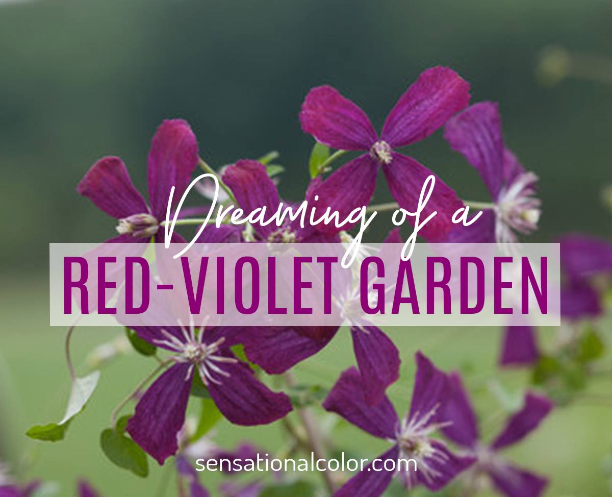 Red-Violet Garden